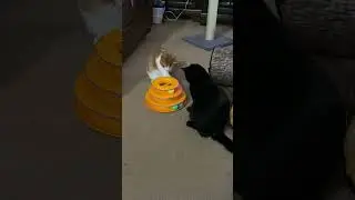 Cats Playing With The Tunnel Toy