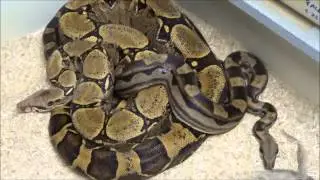Fine Line Motley boa Project for 2014-2015