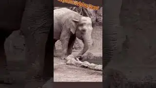 Unbelievable! Elephant Saves Drowning Deer! ❤️ #Shorts #MagicMiniBirds