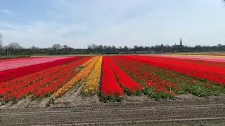 A view on the flower fields near Keukenhof Gardens.