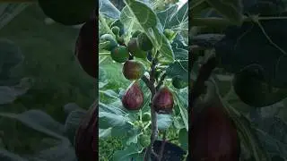 My Potted Fig Tree in August(8月的盆栽无花果树)#gardening #fruit #containergardening