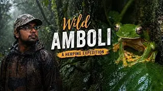 My best rainforest & Herping experience in Amboli