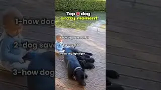 Top 5 Dogs That Risked Their Lives for Humans#shorts #pets