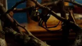 Nephilengys cruentata