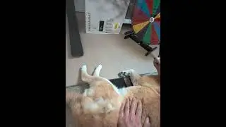 Shiba Was Not Prepared for the Trouble