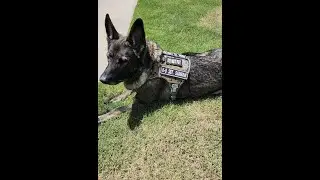Meet Samantha - DDR German Shepherd K-9 SGT. SAMBAM