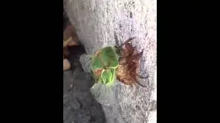 Cicada shedding skin