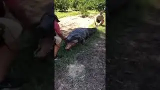 Man goes into Crocodile costume 😱😱