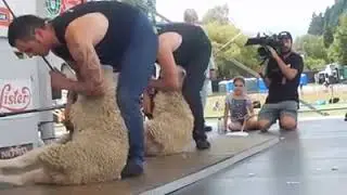 Fast shaving of goats