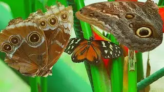 Papillons du Costa Rica / Butterflies of Costa Rica / Aventure Nature/ Serge Tonietto-Giguère