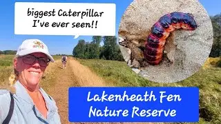 RSPB Lakenheath Fen Nature Reserve. We Found A Huge Creepy Caterpillar - Goat Moth Caterpillar.