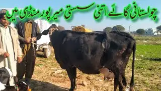 Cholistani Cattle Physical Characteristic | Cholistani #Cow Pehchan aur Khobian #Chulistani #mirpur