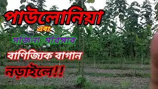 পাউলোনিয়া গাছের বাগান | দ্রুত বর্ধনশীল এবং দামি কাঠের গাছ | দামি কাঠের গাছ | সজিনা বা মরিঙ্গা চাষ