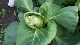 Moestuin video 25 .. Moestuin update van mijn volkstuin.