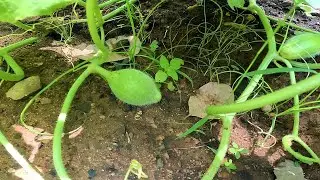 O pé de MELÃO já está colocando frutos.