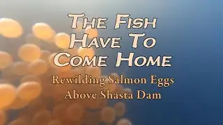 THE FISH HAVE TO COME HOME—12 minutes