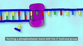 Short animation: DNA polymerase