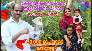 കേരളത്തിലെ ആദ്യത്തെ ഇംപോർട്ടിങ് ഗപ്പി ഫാം,  പതിനായിരങ്ങൾ വിലയുള്ള ഗപ്പികൾ/Precious guppy farm