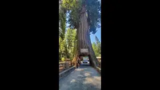 Giant Redwood Trees | Chandelier Tree, Drive Thru Tree,The Grandfather Tree