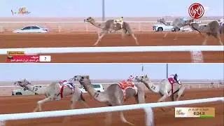 الشوط 5 ثنايا بكار عام صباح يوم  الجمعة 26-12-2025 من #مهرجان_الملك_عبدالعزيز_للإبل10
