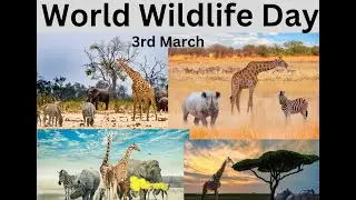 March 3 - World Wildlife Day 🦁🌿 | Why It Matters for Our Planet!| How We Can Protect Nature