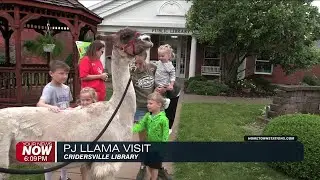 Social media llama visits Cridersville Library for summer reading program