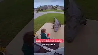kid feeds crocodile some nerds candy