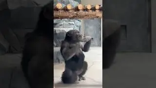 Обезьяны вытворяют забавные вещи, снятые на камеру 😆🐵#смешно #обезьяна #шорты