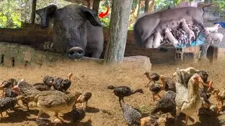 Raising pigs and chickens on farms to quickly sell in the market | Real Life - Pig farm
