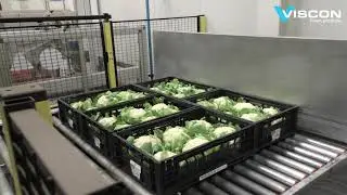 Viscon Fresh Produce - Palletizing Line [DC Tolpoort]