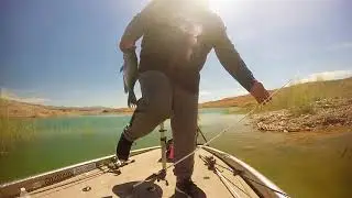 overton arm!!  crappie and bass