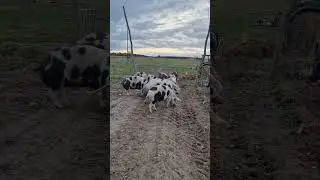 Перегон свиней с пастбищ на зимовку 🤠🤠🤠