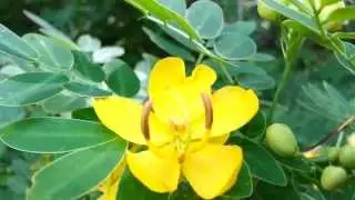 Cassia bicapsularis - Senna bicapsularis - Yellow Candlewood - Rambling Senna HD 04