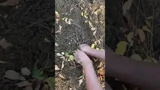 Field preparation (organic methods) #garden #harvesting