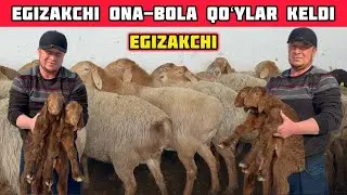 Egizakchi Ona-Bola Qoʻylar Keldi,Barakalari Hisorilar Maxsus 