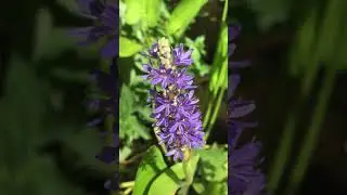 Native Texas Pickerel Water Plant