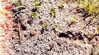Ben's termite pest control, services the Brisbane area - Your trusted Brisbane termite pest control