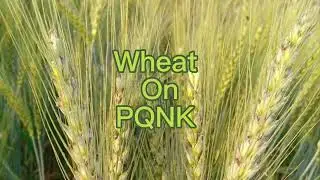 PQNK | Wheat sowing on permanent raised beds through precision planter machine | Maximum Tillering