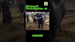 This week's arrival of buffaloes at Krosur fair - 15