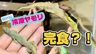 活餌じゃなくても食べる？アオハラブロンズヘビに冷凍ヤモリを与えた結果...