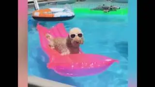 Funny Animals Swimming In Pool Compilation