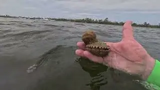 Friends in the Bay in Port St Joe Florida  Things to do in Port St Joe