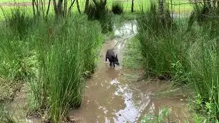 PigTrudy: Snake Hunter