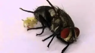 파리 새끼 낳기