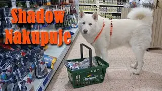 Shadow Jde Nakupovat 🐻‍❄️💙 A Vaše Komentáře