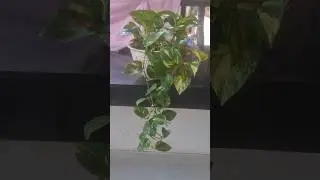 shorts#money plant #garden#hanging 💚💚💚💚