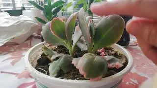 Kalanchoe fedtschenkoi variegata