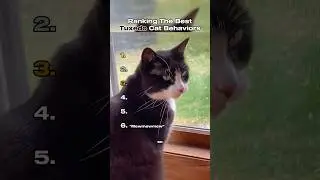 Ranking The Best Tuxedo Cat Behaviors