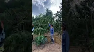 Thai Grower vs. Landrace Giants 🌿 Farmer Pride in Isaan / เกษตรกรไทย vs. ต้นแลนด์เรซยักษ์ 🌿