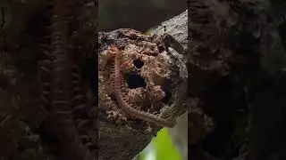 centipede | earth centipede | venomous animal | Pachymerium ferrugineum | centipede part 3 #short
